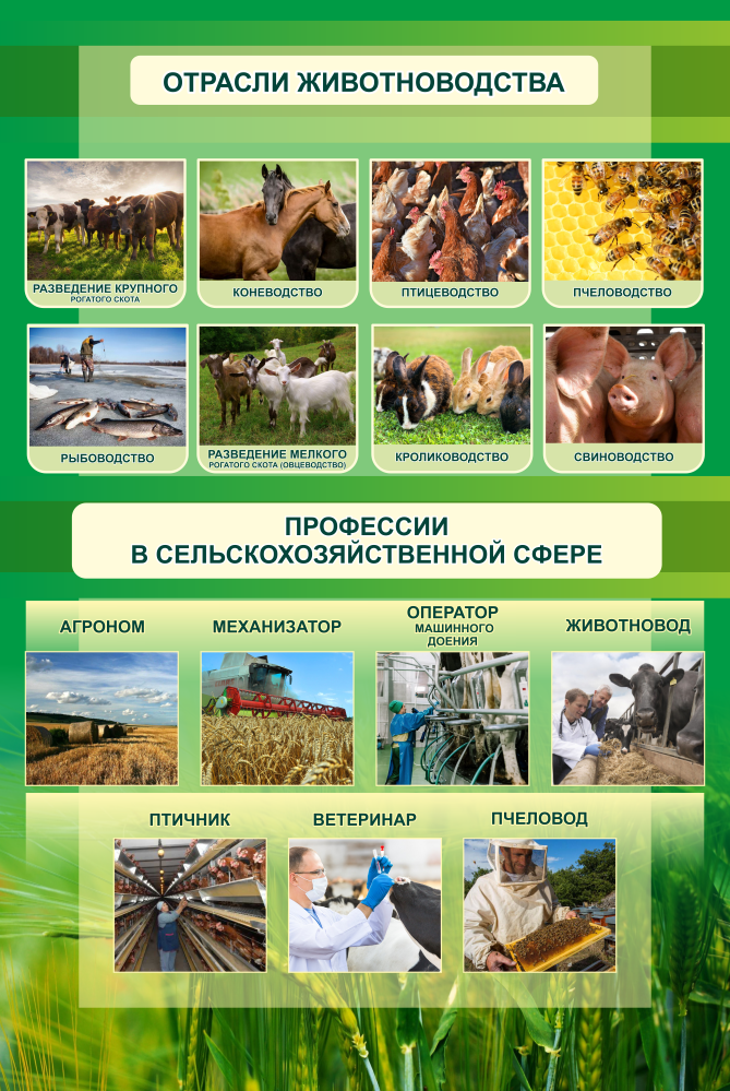 ШК-4043_Отрасли животноводства_0,8х1,2