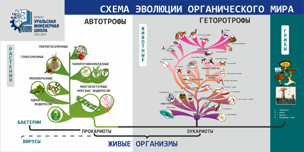 ШК-4165_Схема эволюции органического мира_2х1